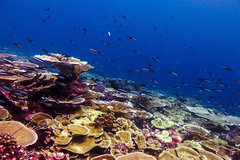 coral closing times|Window to Save World's Coral Reefs Closing Rapidly .